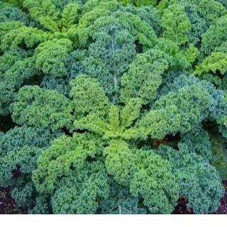 [ HG MAI NGUYỄN] 300 hạt giống kale Mỹ xoăn xanh_nẢY 99%, LÁ MỀM