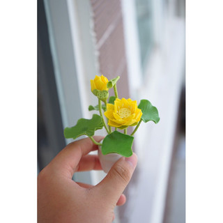 Chậu hoa mini , hoa sen , hoa súng.