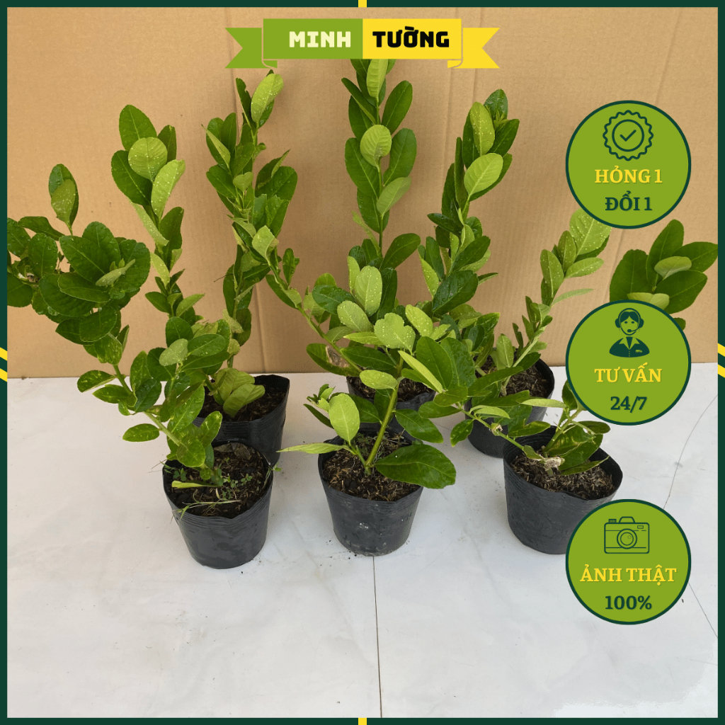 Cây Chanh Vàng Mỹ (Nhanh Ra Trái) - Cây Cảnh Ăn Quả