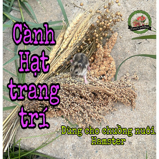 Cành hạt trang trí chuồng hamster. Cành lanh/ cành diêm mạch/cành kê/cành lúa mì/ cành cắm cho hamster
