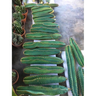 xương rồng trụ xanh