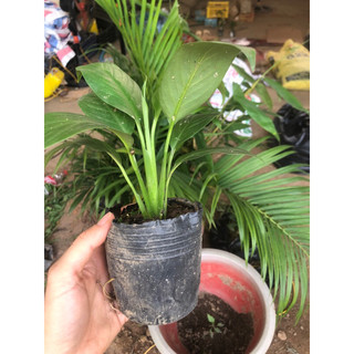 Cây lan ý giống cỡ nhỡ - cây trong bầu