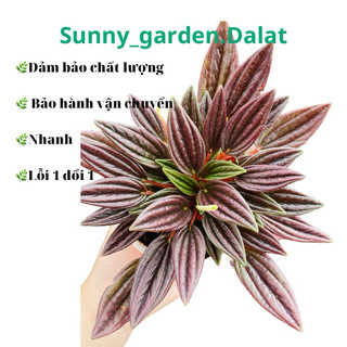 Chậu mềm Hạnh tiên thảo - peperomia caperata lá tim nhọn
