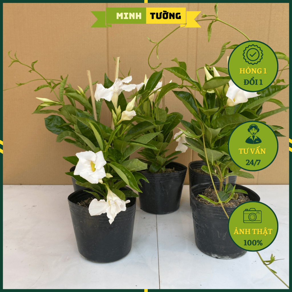 Cây Huỳnh Anh Trắng (Cây Tuyết Anh)