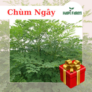 Hạt Giống Rau Chùm Ngây 10 hạt dễ trồng, tốt cho sức khỏe