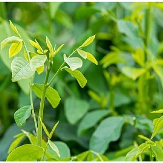 Hạt Giống Rau Bồ Ngót(Combo 3 Gói) - Trồng 1 Lần Hái Quanh Năm TR49