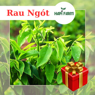 Hạt giống rau bồ ngót