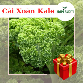 Hạt giống rau cải xoăn kale