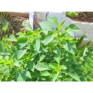 HẠT GIỐNG RAU KINH GIỚI - 1GR