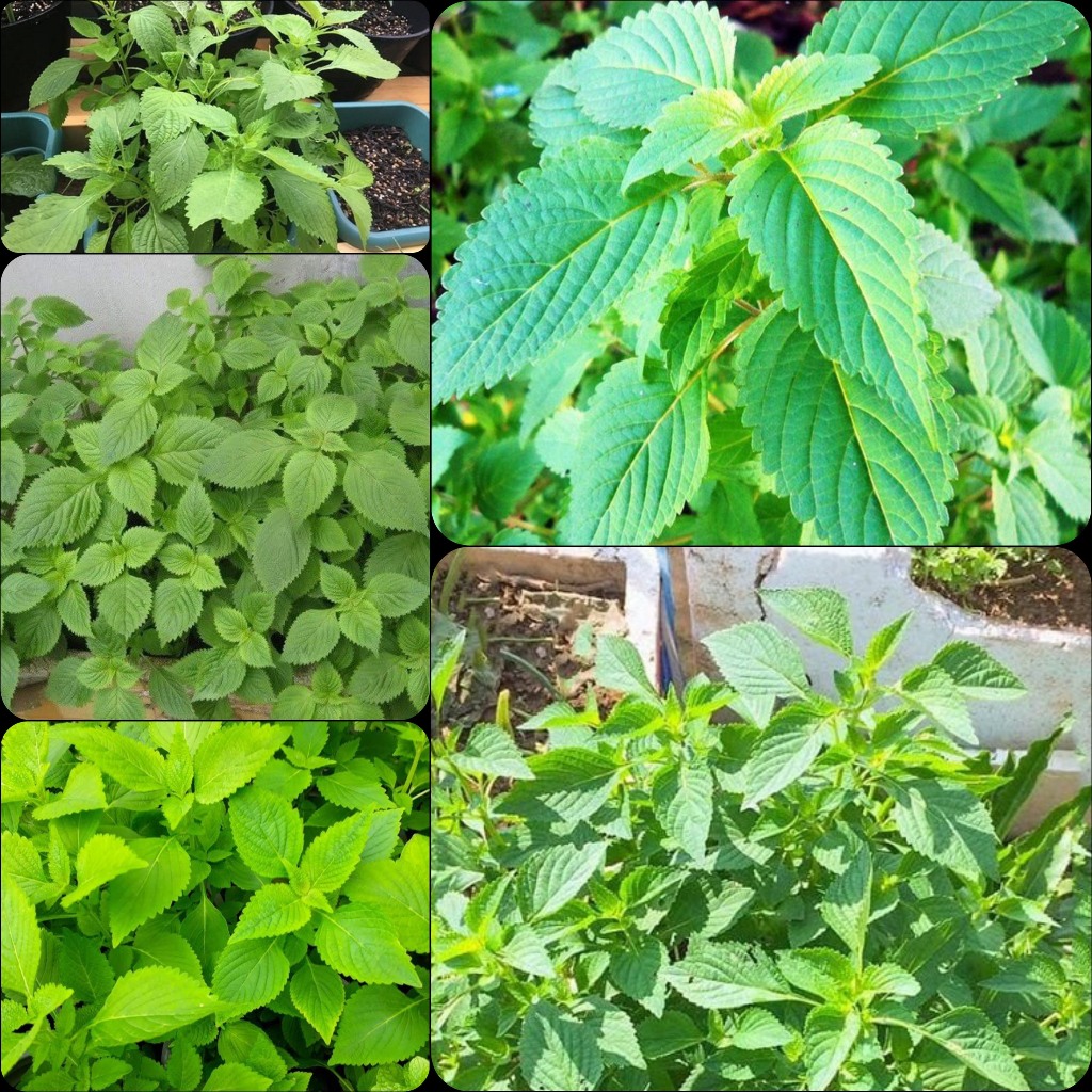HẠT GIỐNG RAU KINH GIỚI - 1GR