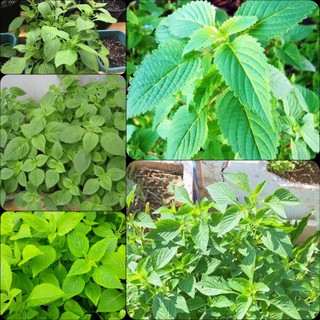 Hạt giống rau kinh giới - 1gr