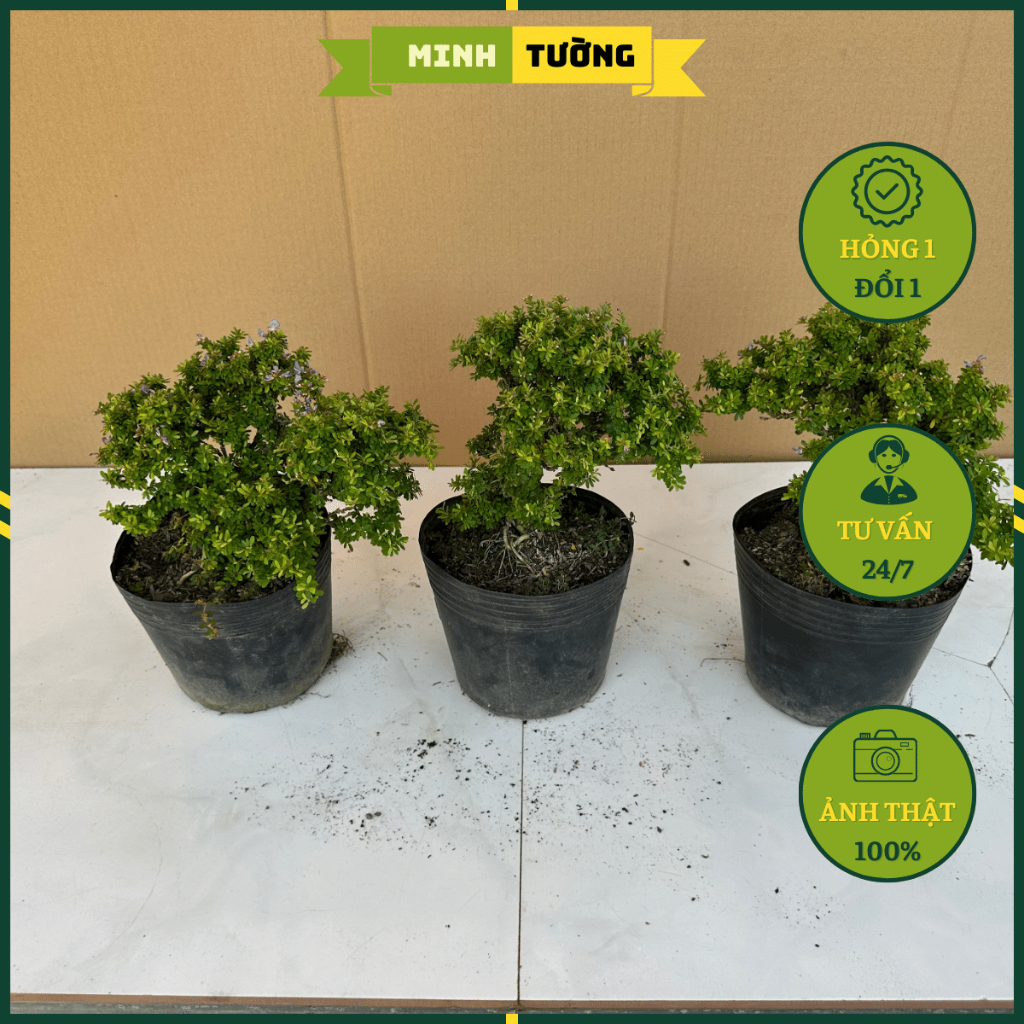 Cây Linh Sam Bonsai - Cây Cảnh Bonsai Để Bàn
