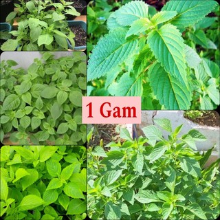 Hạt giống rau kinh giới cao sản- 1gr