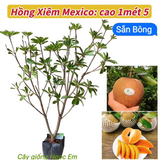 Hồng xiêm mexico sẵn bông và trái dễ trồng nhanh