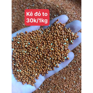 1Kg Hạt Kê Đỏ To