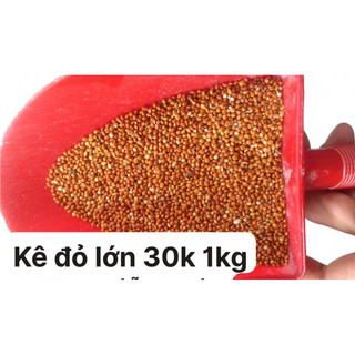 1Kg Hạt Kê Đỏ To