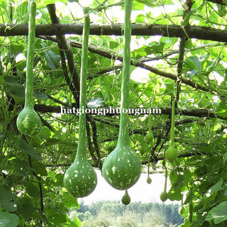 5 Hạt - Hạt Giống Bầu Gáo Dừa Phương Nam