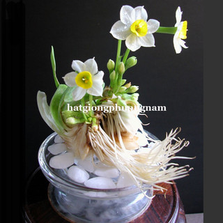 CỦ HOA THỦY TIÊN