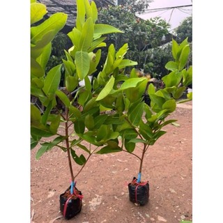 Cây giống mận an phước 1