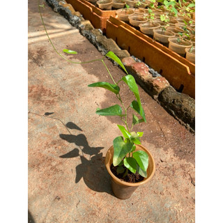 Cây giống sâm trơn làm thạch sương sâm