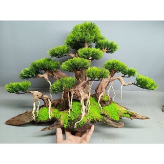 Cây gỗ lũa Bonsai cho hồ cá cảnh (phần đế bằng gỗ)