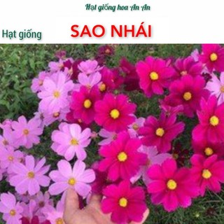 Hạt giống hoa sao nhái bông to