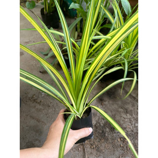 Cây dứa vạn phát ( dứa lá vàng, dứa thái )