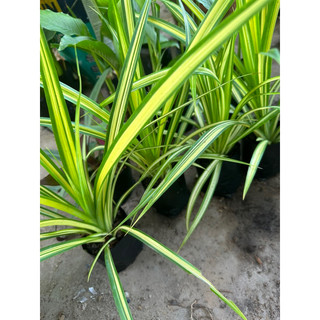 Cây dứa vạn phát ( dứa lá vàng, dứa thái )