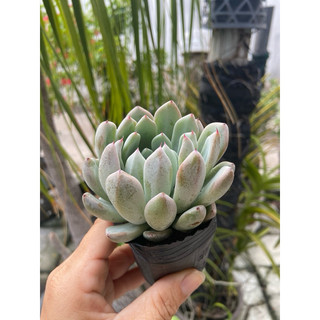 Sen đá size bầu