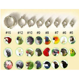 Vòng chân có số cho vẹt