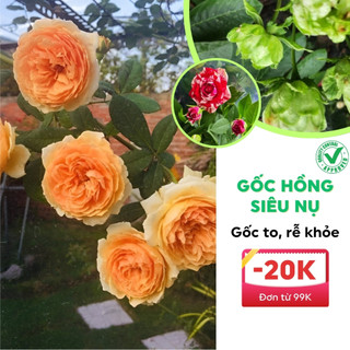 Gốc hoa hồng siêu nụ gốc to rễ khỏe, đâm chồi nảy mầm tốt đủ các màu