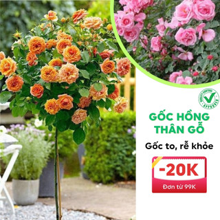 Gốc hoa hồng thân gỗ hoa đại đã kích rễ mầm
