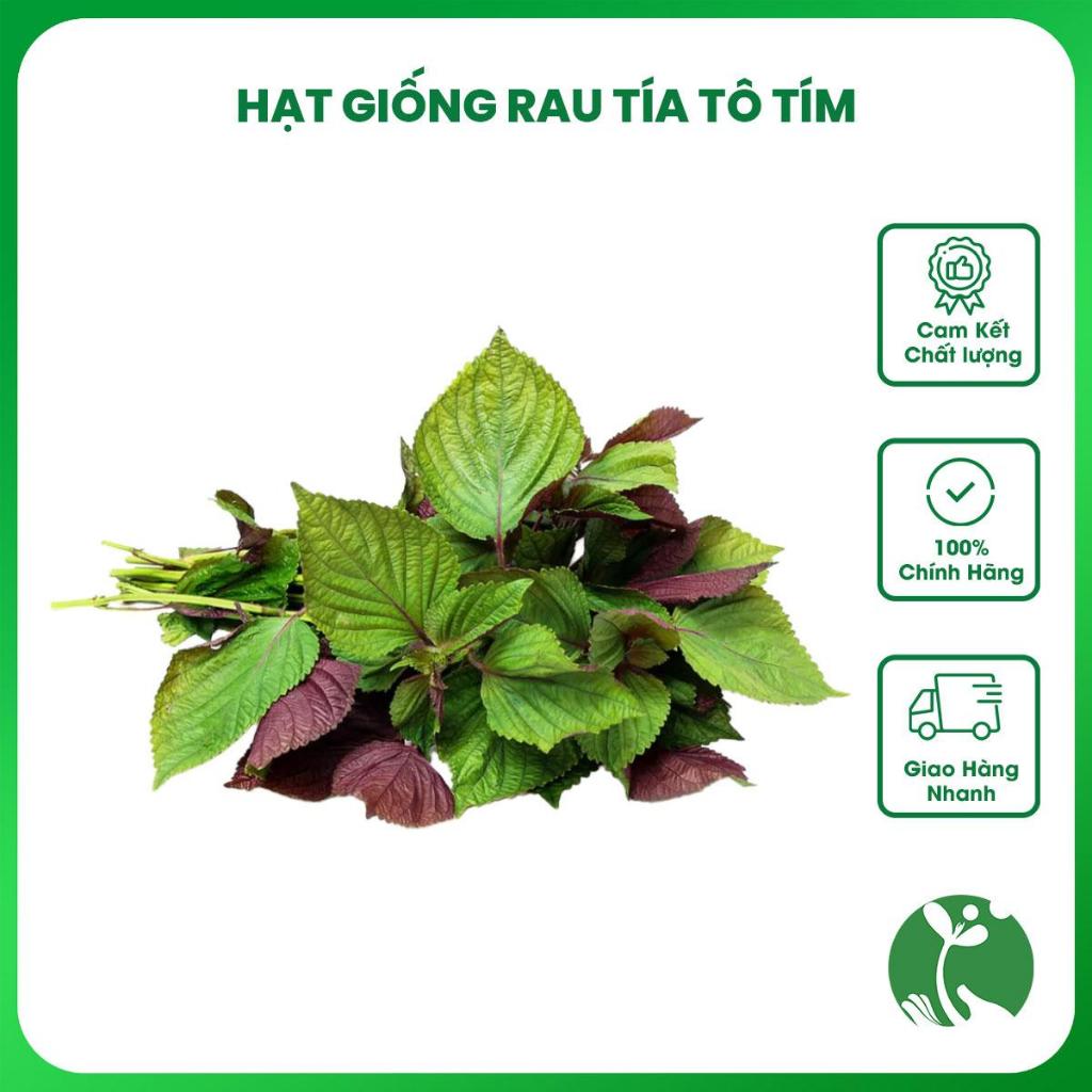 Hạt giống rau Tía Tô tím gói 1gr (Trồng quanh năm)