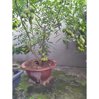 Giống cây cóc thái lùn siêu quả
