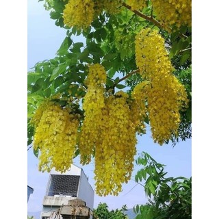 Cây giống muồng hoàng yến
