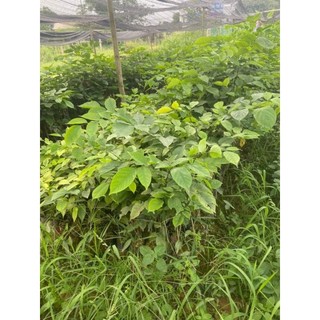 Cây giống giáng hương ( hương huyết)