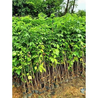 Cây giống giáng hương ( hương huyết)