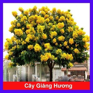 Cây giống giáng hương ( hương huyết)