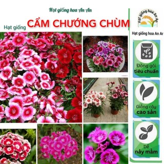 Gói 200 Hạt Giống Hoa Cẩm Chướng chùm nhiều màu.