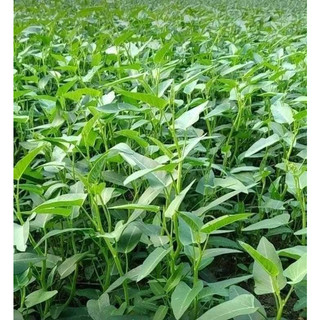 1kg hạt giống rau muốn ta muống xưa