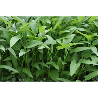1kg hạt rau muống xưa rau muống ta