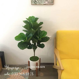 🌿 Cây Bàng Singapore Giả Cảnh 3 Nhánh 110cm