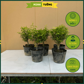 Cây Mai Chiếu Thủy Bonsai - Cây Cảnh Làm Bonsai