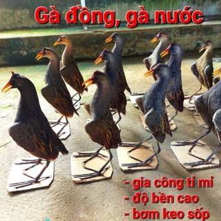 Cúm núm, gà đồng, gà nước bơm keo mô hình