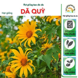 Hạt giống hoa Dã quỳ siêu dễ trồng | Trồng quanh năm, nhanh hoa.