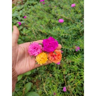 Combo 4cành hoa Mười giờ cánh kép thái đủ 4màu