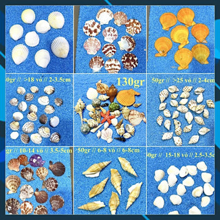 50gram vỏ ốc, vỏ sò trang trí bể cá, decor tiểu cảnh nhiều mẫu