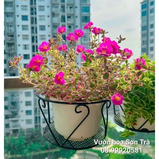 Hoa mười giờ sam cẩm th.ạch.