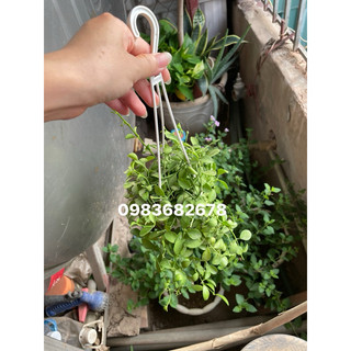 Chậu treo cây đô la