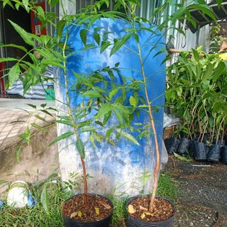 cây sầu đâu ăn lá loại lớn